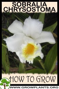How to grow Sobralia chrysostoma