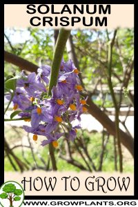How to grow Solanum crispum