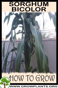 How to grow Sorghum bicolor