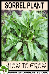 How to grow Sorrel