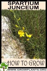 How to grow Spartium junceum