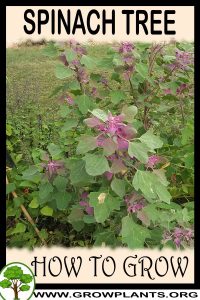 How to grow Spinach tree