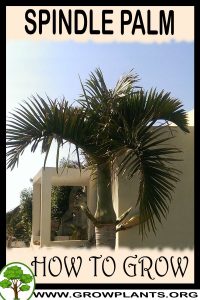 How to grow Spindle Palm