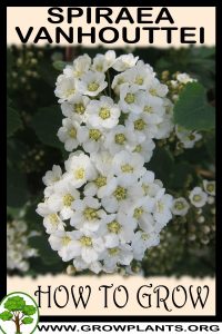 How to grow Spiraea vanhouttei