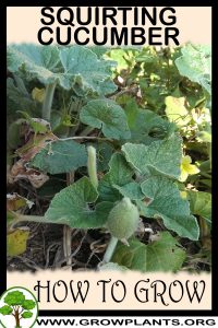 How to grow Squirting cucumber
