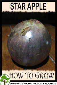 How to grow Star apple