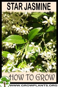 How to grow Star jasmine