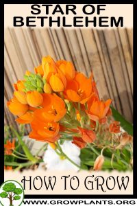 How to grow Star of Bethlehem plant