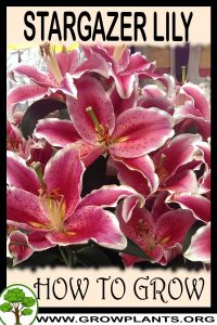 How to grow Stargazer lily