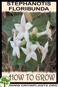 How to grow Stephanotis floribunda