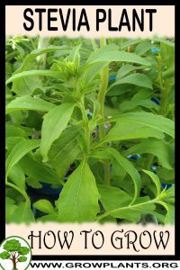 How to grow Stevia plant