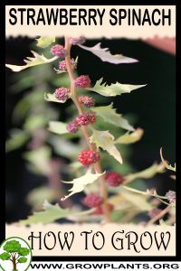 How to grow Strawberry Spinach