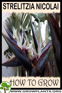 How to grow Strelitzia nicolai