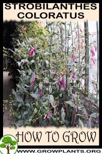 How to grow Strobilanthes coloratus
