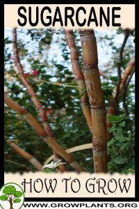 How to grow Sugarcane