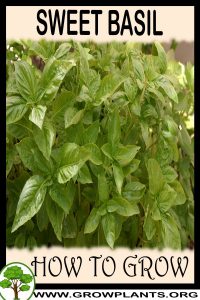 How to grow Sweet basil