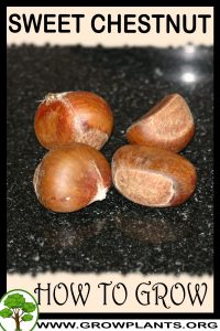 How to grow Sweet chestnut