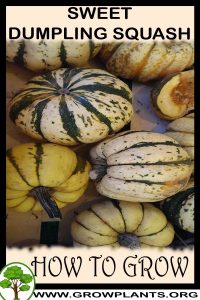 How to grow Sweet dumpling squash