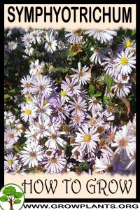 How to grow Symphyotrichum