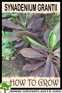 How to grow Synadenium grantii