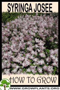 How to grow Syringa josee