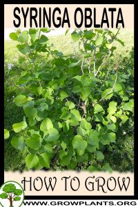 How to grow Syringa oblata