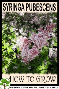 How to grow Syringa pubescens