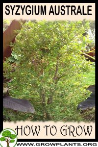 How to grow Syzygium australe