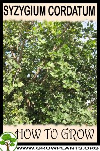 How to grow Syzygium cordatum