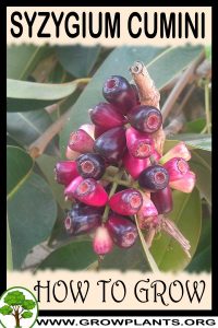 How to grow Syzygium cumini