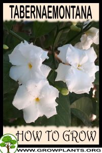 How to grow Tabernaemontana