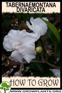 How to grow Tabernaemontana divaricata