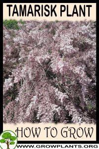 How to grow Tamarisk