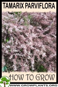 How to grow Tamarix parviflora