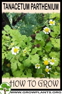 How to grow Tanacetum parthenium