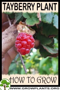 How to grow Tayberry
