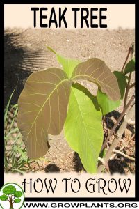 How to grow Teak tree