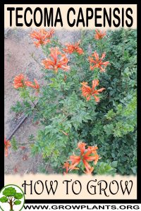 How to grow Tecoma capensis