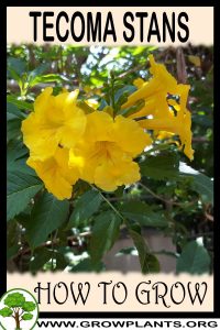 How to grow Tecoma stans