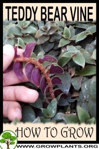 How to grow Teddy Bear Vine