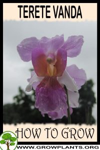 How to grow Terete Vanda