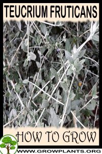 How to grow Teucrium fruticans