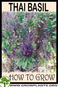 How to grow Thai basil