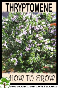 How to grow Thryptomene