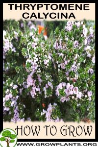 How to grow Thryptomene calycina