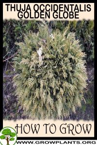 How to grow Thuja occidentalis Golden globe