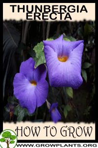 How to grow Thunbergia erecta