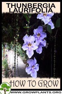 How to grow Thunbergia laurifolia