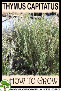 How to grow Thymus capitatus