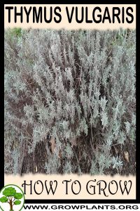 How to grow Thymus vulgaris